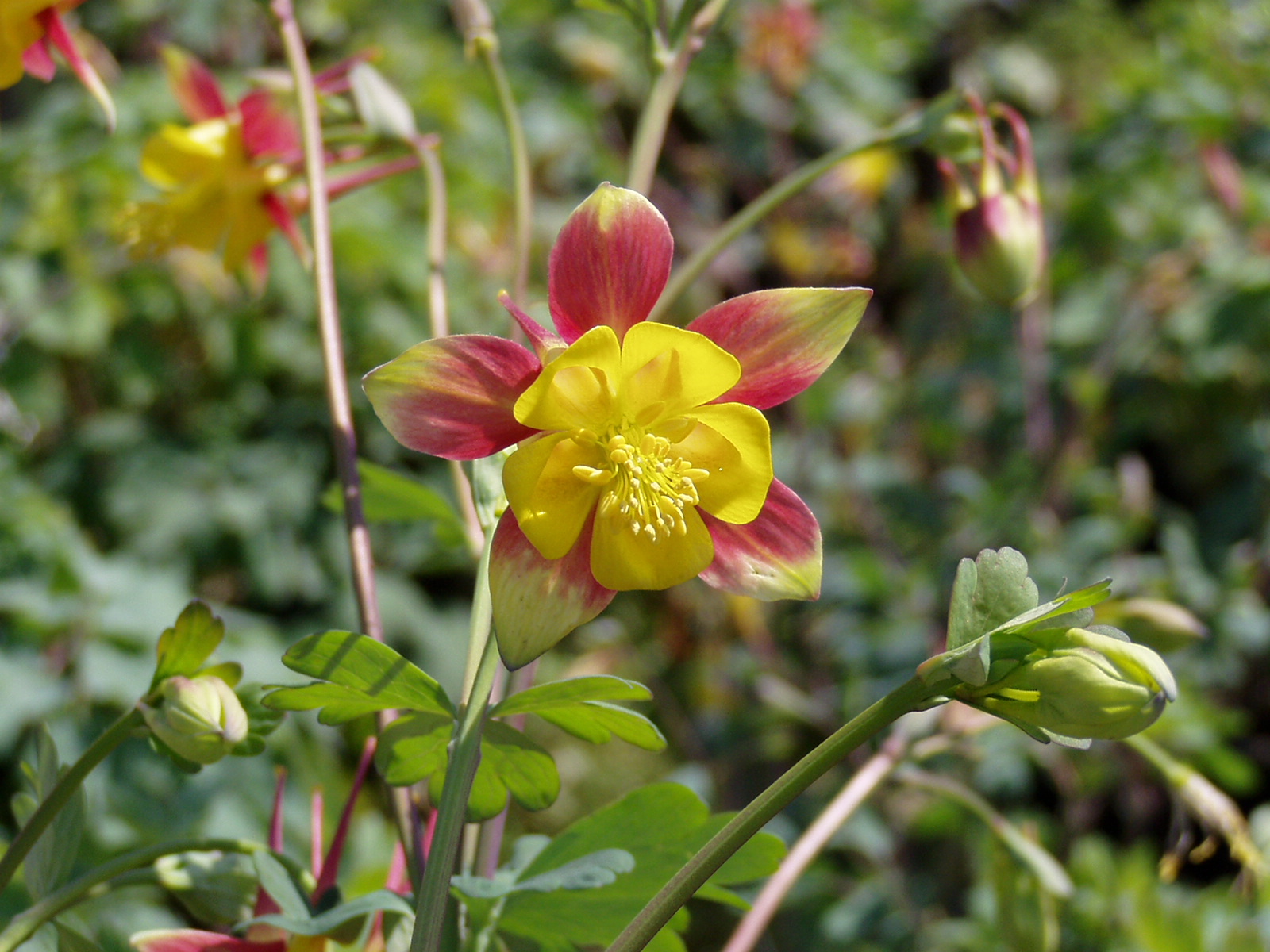 What to plant in march in texas Idea