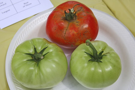 Not a uniform sample - stems unevenly trimmed, fruit ripeness and size different.