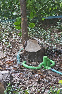TreeHugger is used to keep the citrus trunk (killed during the 2021 hard freeze) and new growth moist during a severe drought.