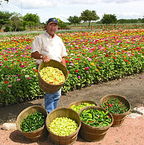 PEPPERS and John Thomas in front of zinnias in July, 2007