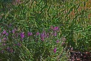 Angelonia with Inland Sea Oats in background - both deer resistant