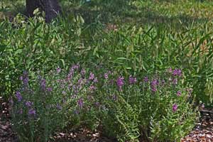 Angelonia with Inland Sea Oats in background