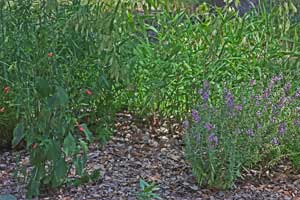 Image showing Ruellia graecizans (left with red flowers) being eaten next to a 3-year-old 'Serena' Angelonia with no damage in July.