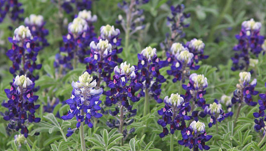 BLUEBONNETS THE STANDARD - lower left and upper right - BLUE BLUEBONNET SURROUNDED  WITH THE OFFSPRING BLUEBONNETS Lady Bird Johnson Royal Blue COBALT