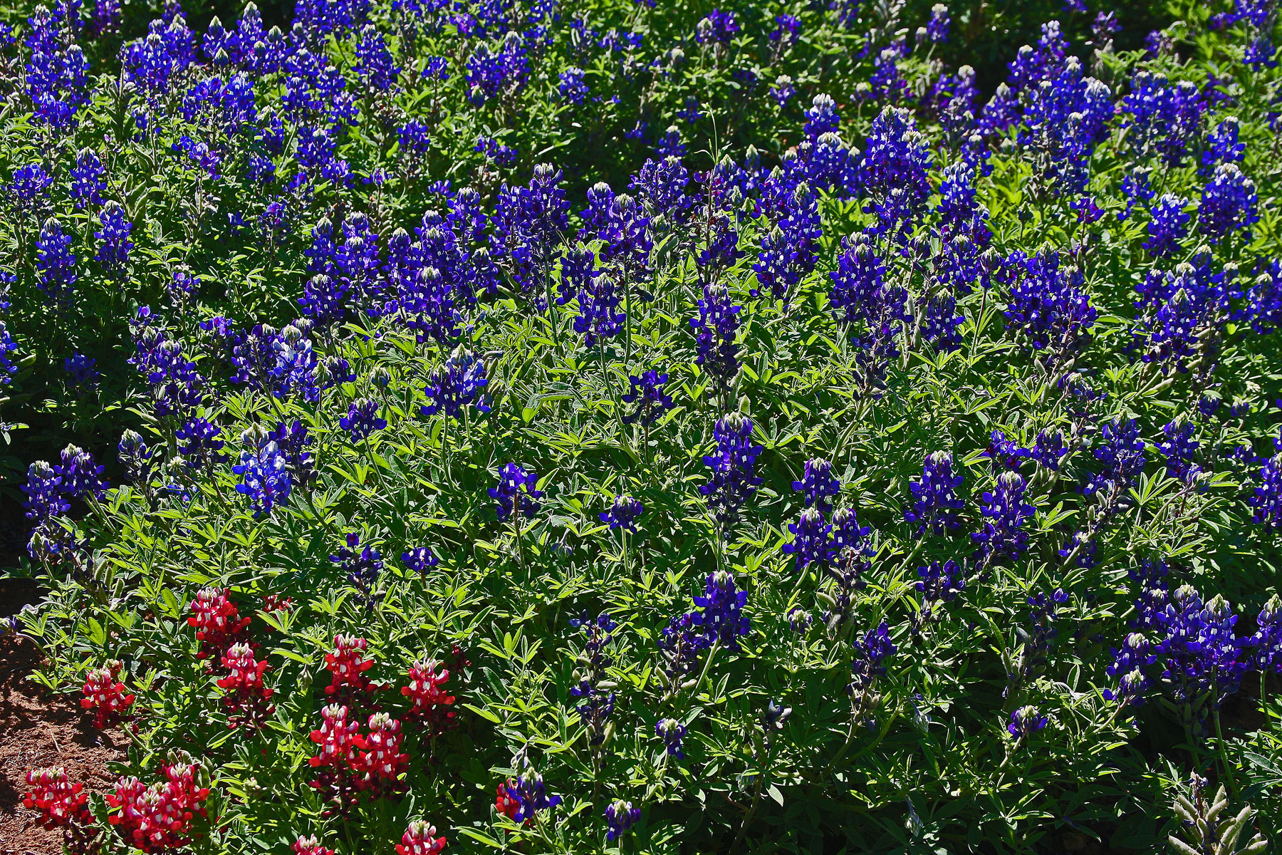 PLANTanswers Plant Answers > Lady Bird Royal Blue Texas