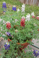 Red-White-and-Blue Bluebonnets grown by Milton N. Glueck and his wife Laura and photographed on March 15, 2020