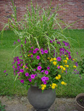 Laura Bush Petunia, Lantana and ornamental grass