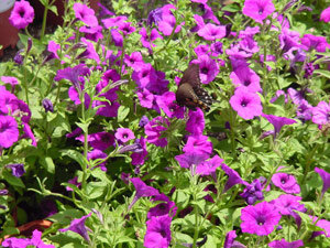 Laura Bush petunia with Swallow Tail butterfly