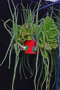 13. Distant image of onion hanging container