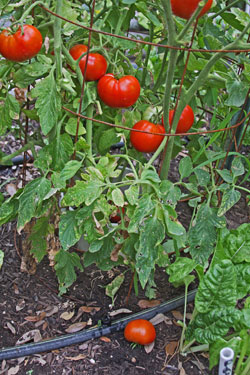 Establishment and an abundant harvest of fall tomatoes depends largely on drip irrigation.