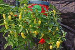 Rio Grande Gold Peppers growing in a container.