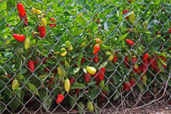 Rio Grande Gold Peppers growing in a garden.