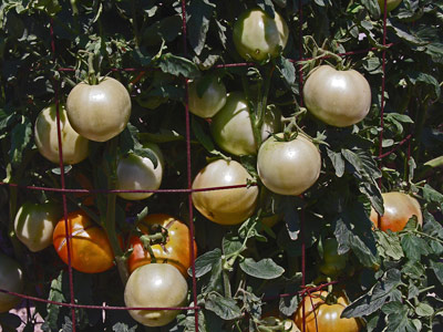 'Harris Moran8849' tomato - The 2019 Rodeo Tomato