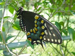 Butterfly-Released