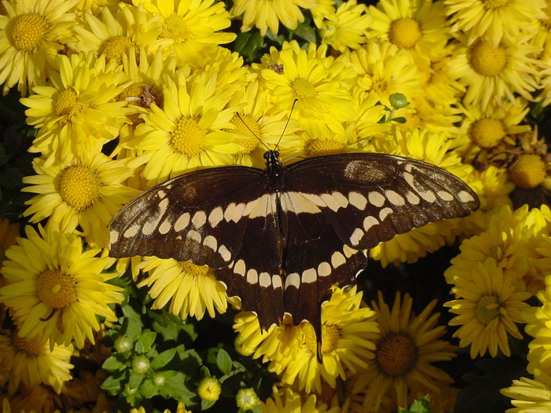 Chrysanthesums-Giant Swallowtail Butterfly