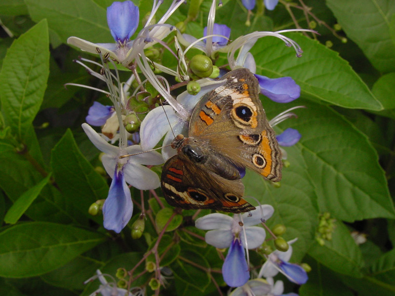 Clerodendrum 'Ugandense'- Common Buckeye Butterfly