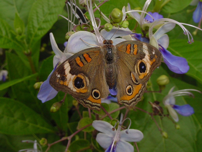Clerodendrum 'Ugandense'- Common Buckeye Butterfly
