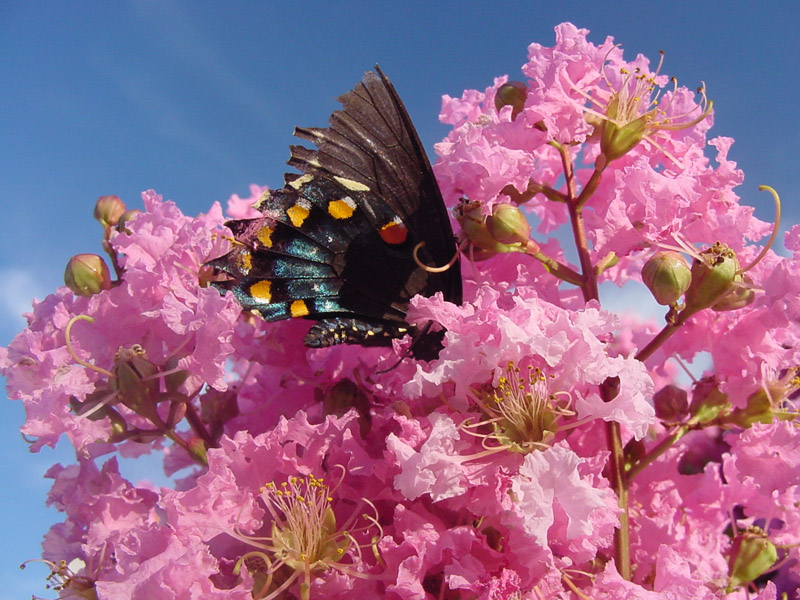 Crapemyrtle- Pipevine Swallowtail Butterfly 