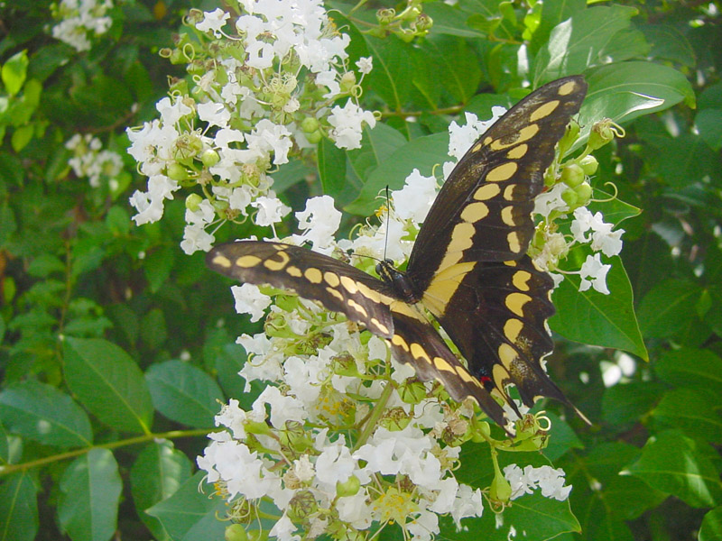 Crapemyrtle - Giant Swallowtail Butterfly