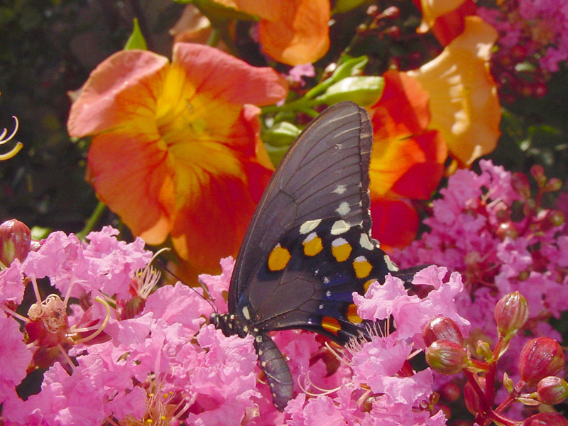 Crapemyrtle- Pipevine Swallowtail Butterfly
