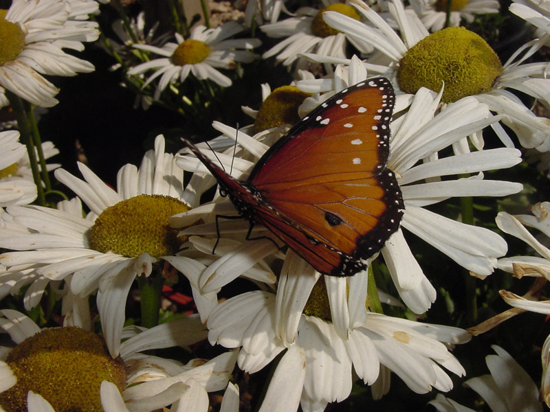 Daisy - Queen Monarch Butterfly
