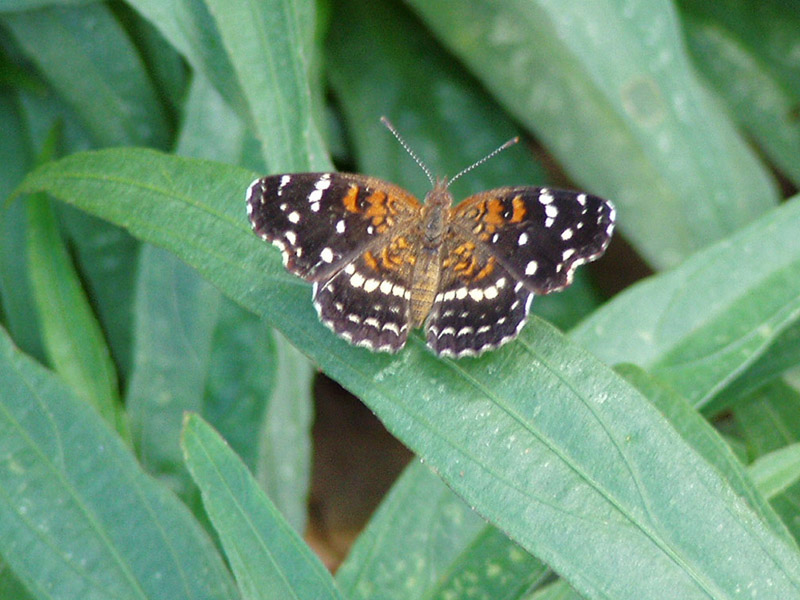 Dwarf Ruellia - Texan Crescent Butterfly