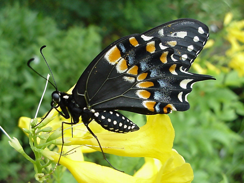 Esperanza - Black Swallowtail Butterfly
