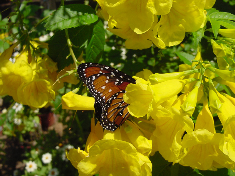 Esperanza - Queen Monarch Butterfly