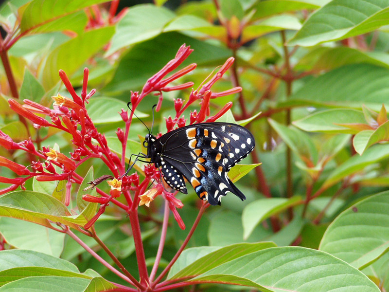 Firebush - Black Swallowtail Butterfly