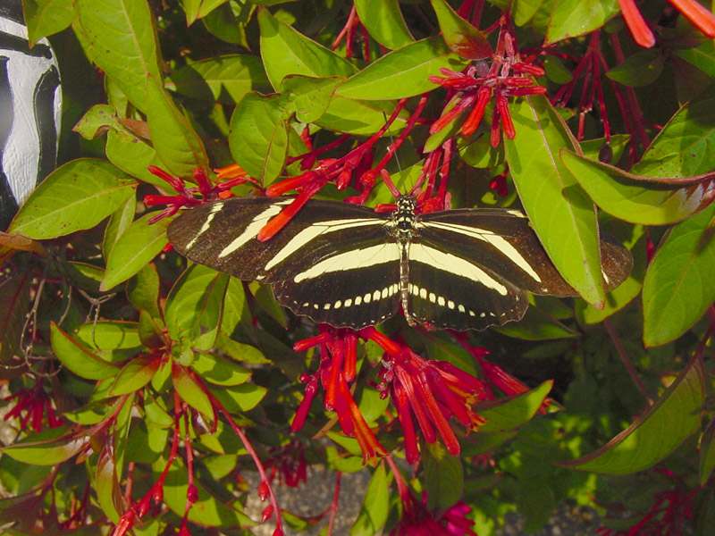 Firebush - Zebra Longwing Butterfly