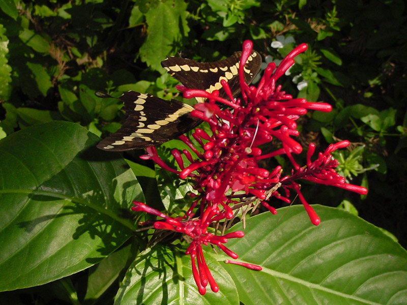 Firespike - Giant Swallowtail Butterfly