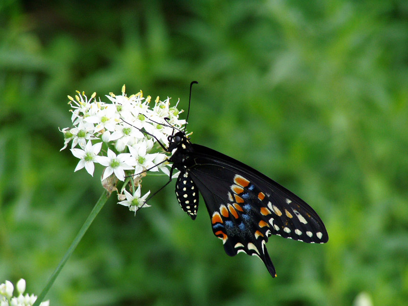 Garlic Chive - Black Swallowtail Butterfly