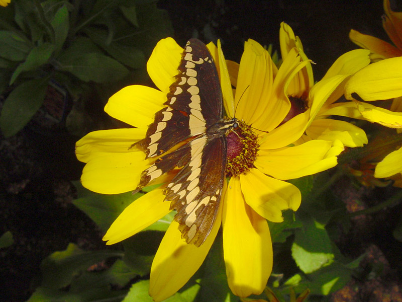 Gloriosa Daisy - Giant Swallowtail Butterfly
