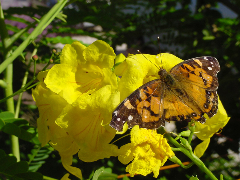 Gold Star Esperanza - Painted Lady Butterfly