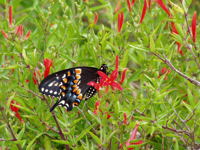 Hummingbird Bush - Black Swallowtail Butterfly