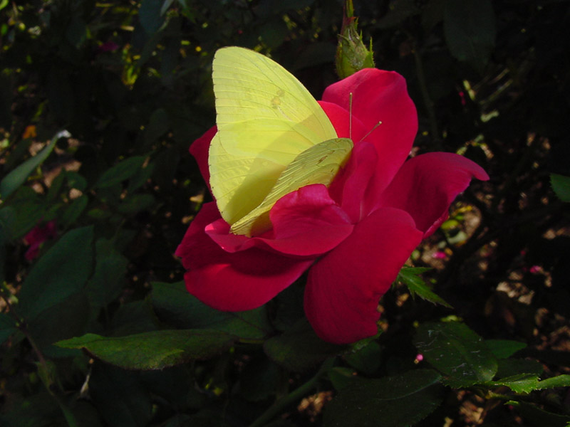 Knockout Rose - Cloudless Sulphur Butterfly