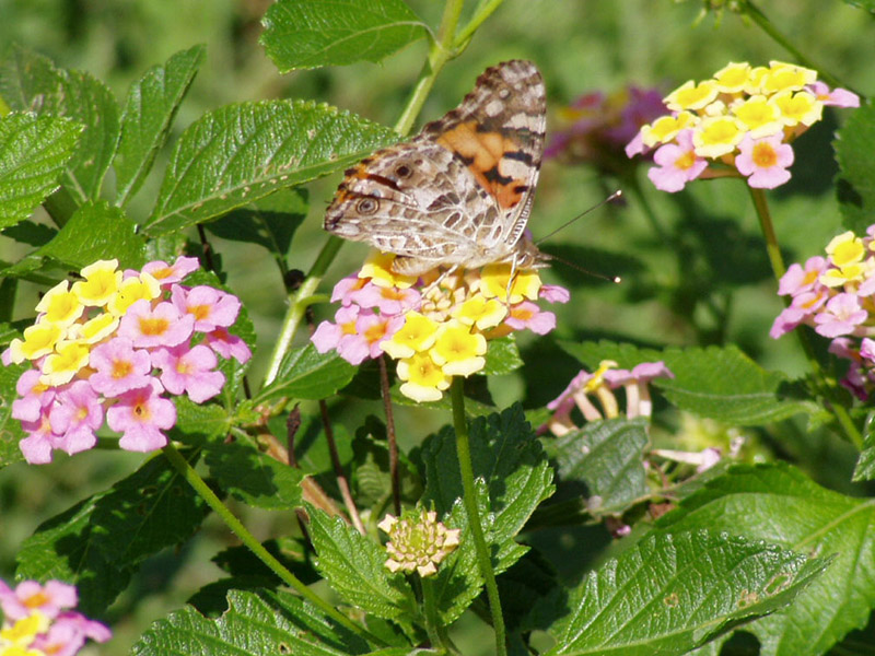 Lantana - Painted Lady Butterfly
