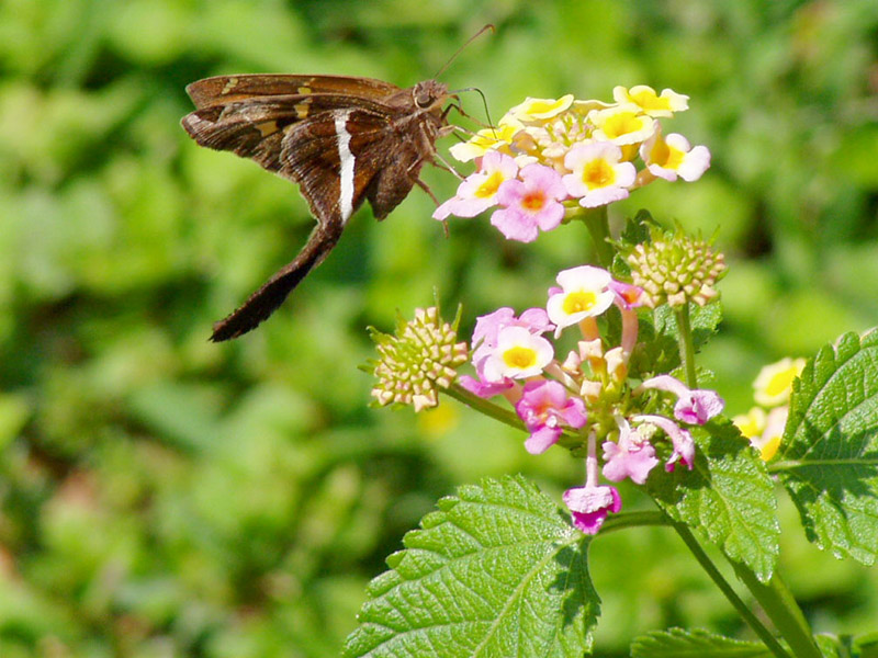 Lantana-White Striped Longtail Butterfly
