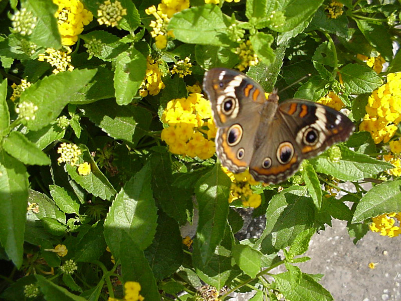 Lantana - Common Buckeye Butterfly