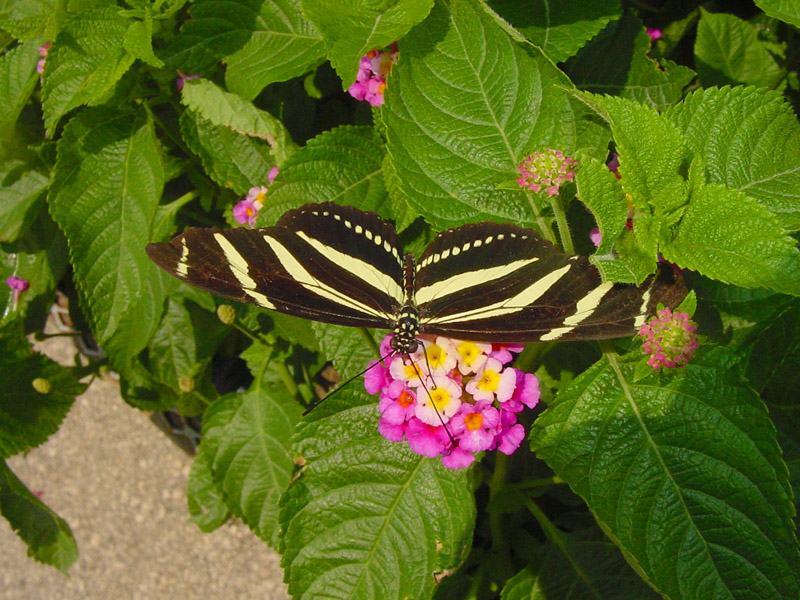 Lantana - Zebra Longwing Butterfly