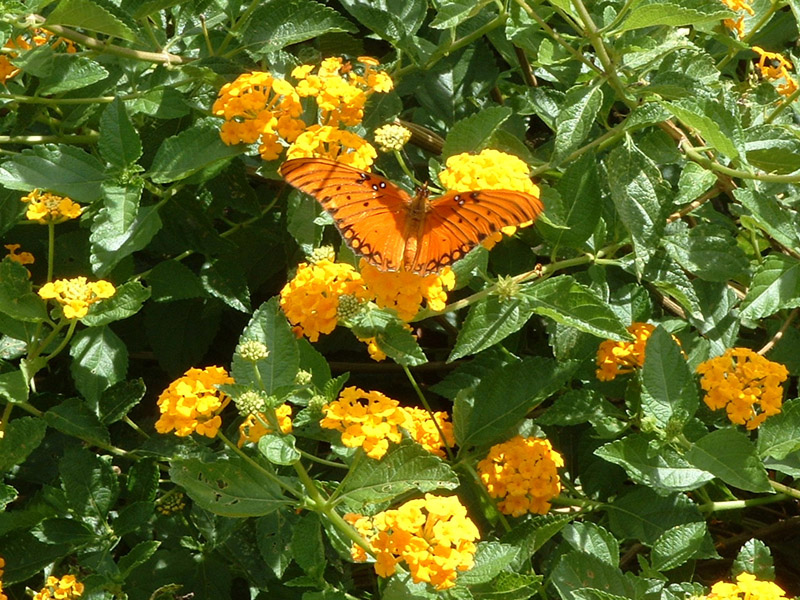Lantana - Gulf Fritillary Butterfly