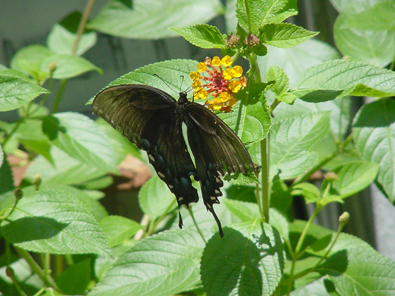 Lantana - Pipevine Swallowtail Butterfly