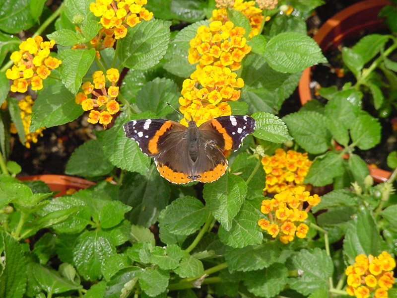 Lantana - Red Admiral Butterfly