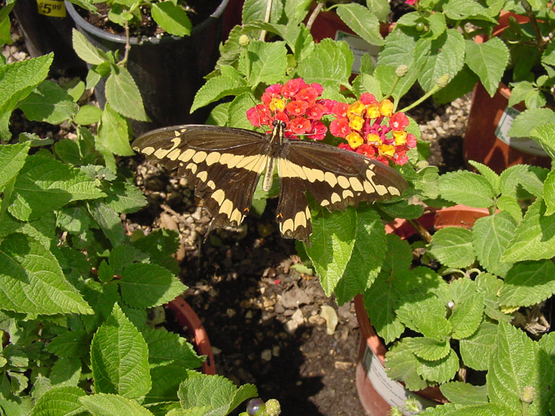 Lantana - Giant Swallowtail Butterfly