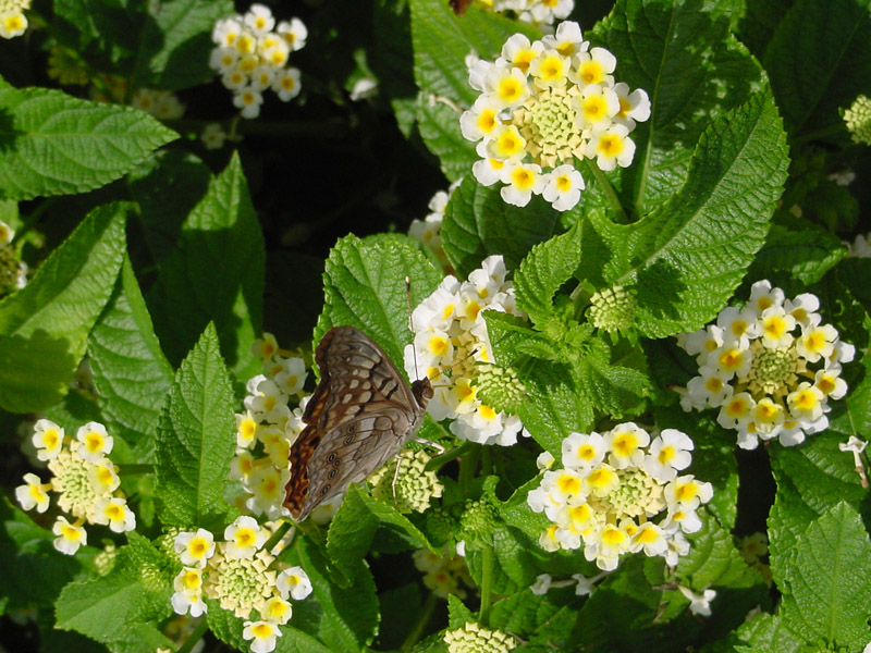 Lantana Denholm White - Painted Lady Butterfly