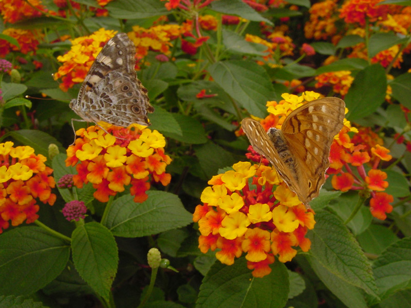 Lantana Radiation - Painted Lady and Twany Emperor Butterflies