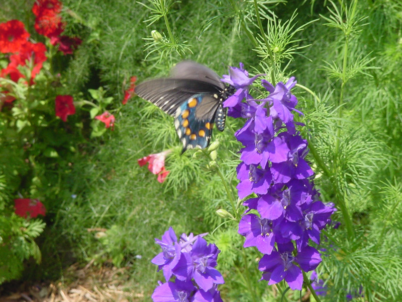 Larkspur - Pipevine Swallowtail Butterfly