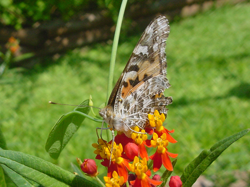 Mexican Butterfly Weed - Painted Lady Butterfly