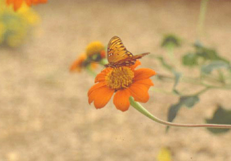 Mexican Sunflower - Gulf Fritillary Butterfly