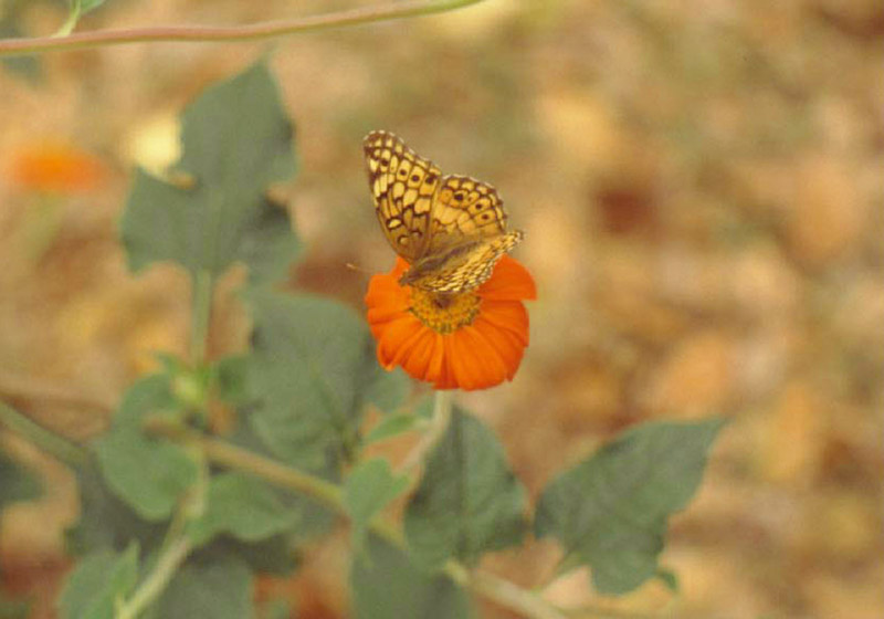 Mexican Sunflower - Variegated Fritillary Butterfly